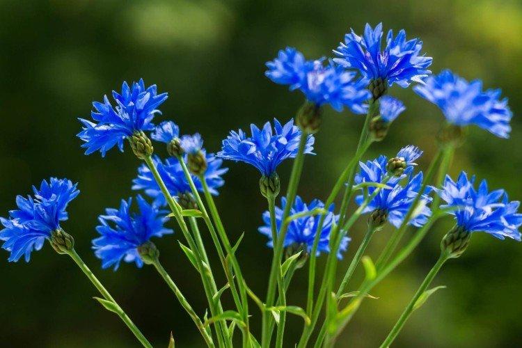 Васильки – фото