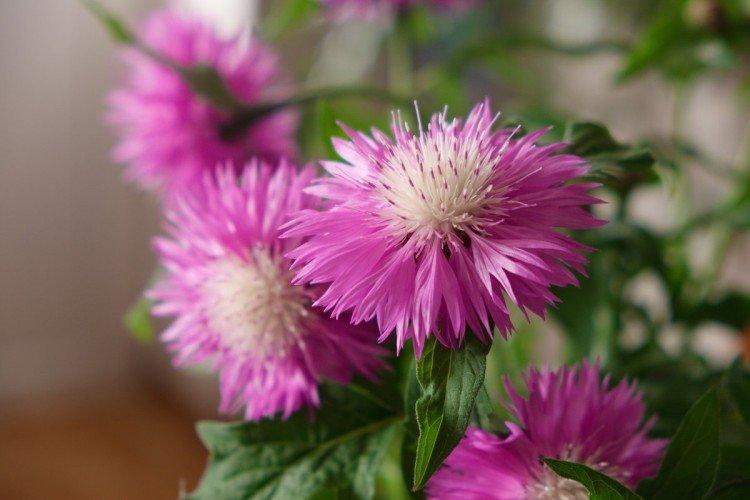 Васильки – фото