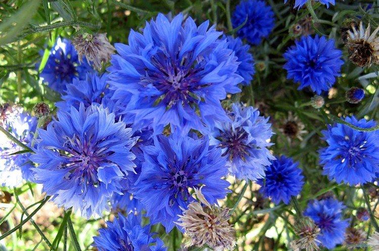 Васильки – фото