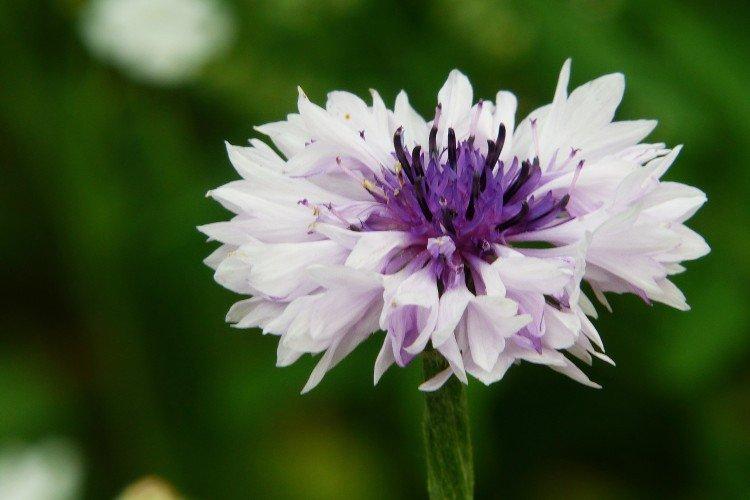 Васильки – фото