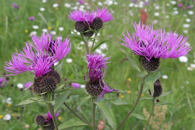 Васильки – фото