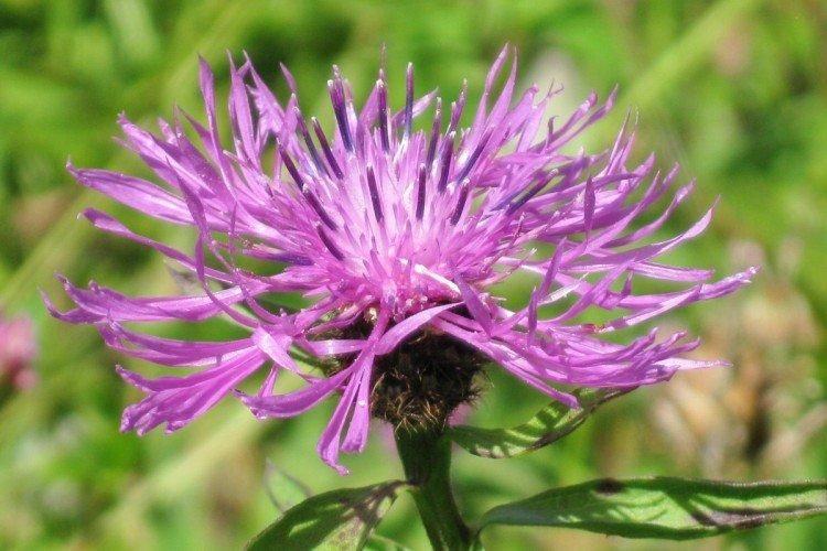 Васильки – фото