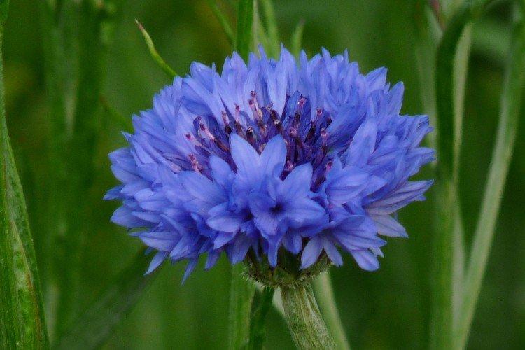 Васильки – фото