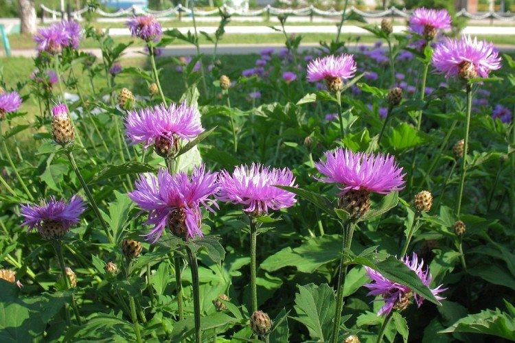 Васильки – фото