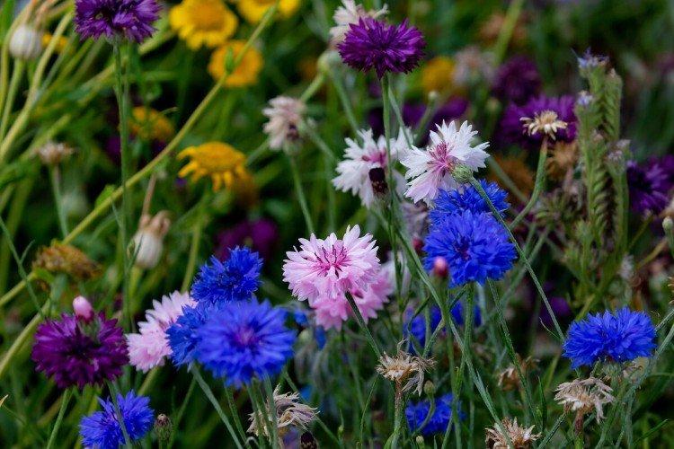 Васильки – фото