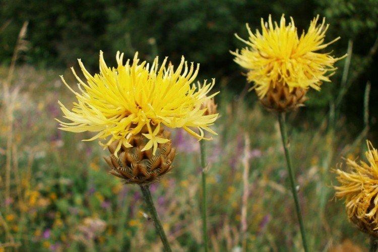 Крупноголовый василек