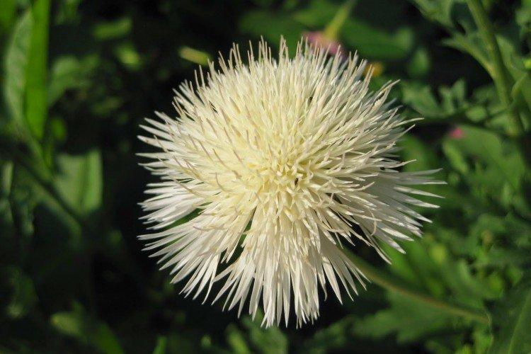 Белый василек