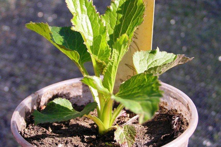 Посадка и размножение