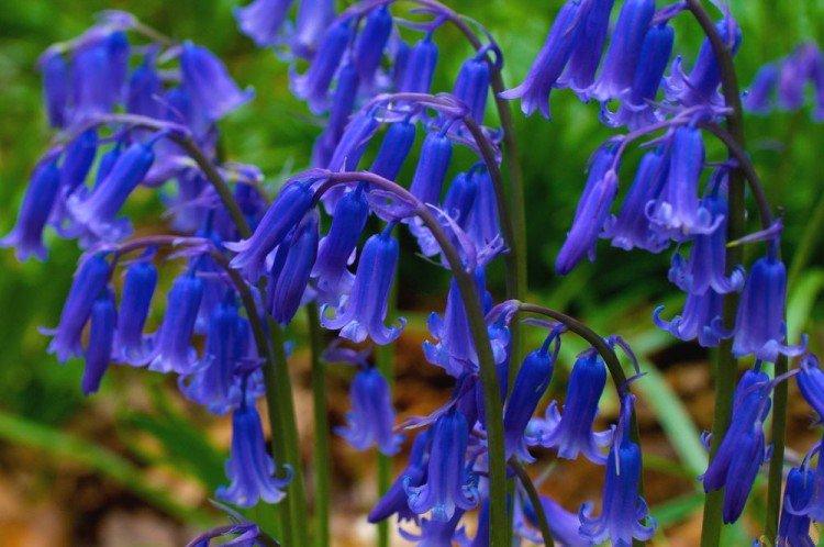 Вредители и болезни колокольчиков