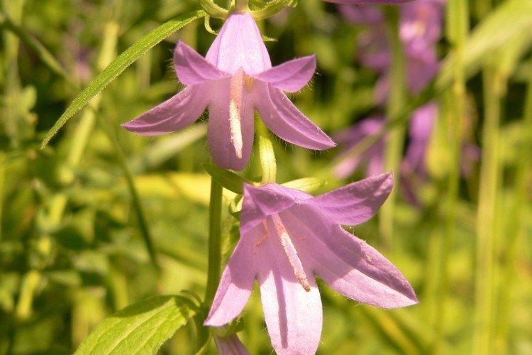 Колокольчики – фото