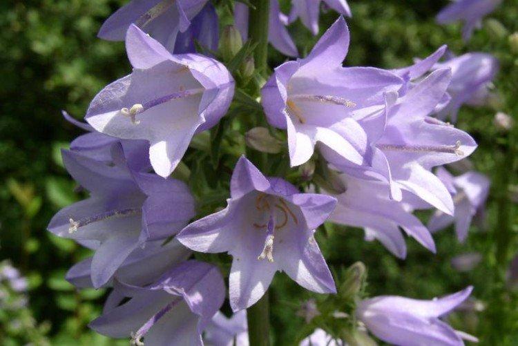 Колокольчики – фото