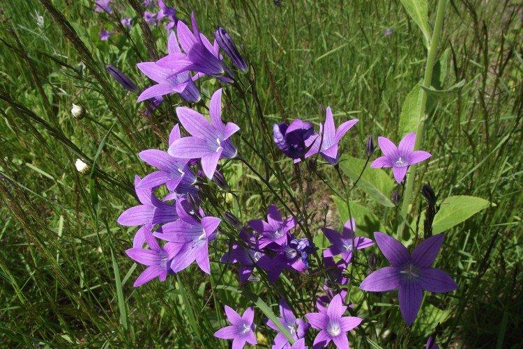 Раскидистый колокольчик