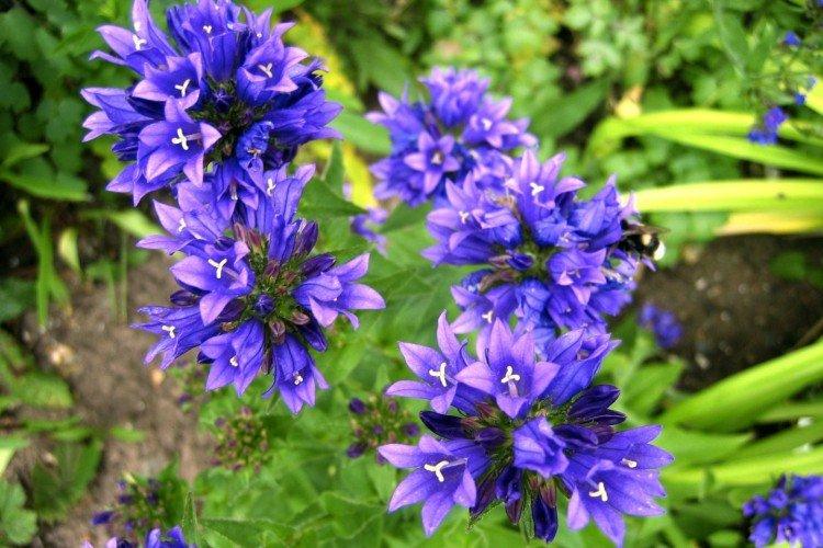 Колокольчики – фото