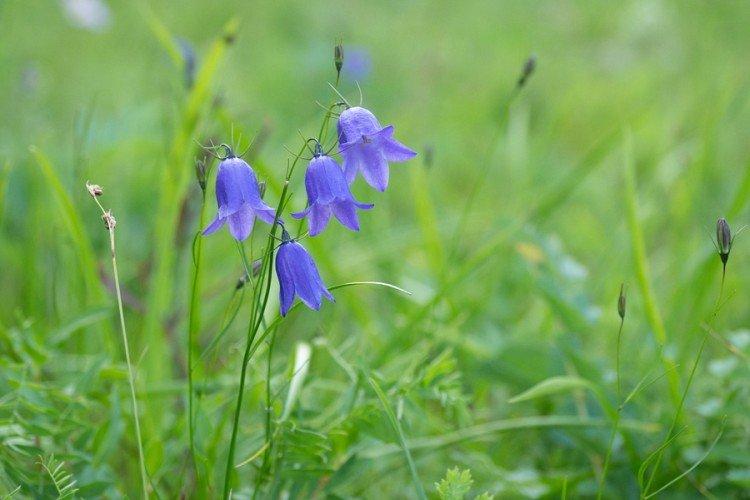 Колокольчики – фото