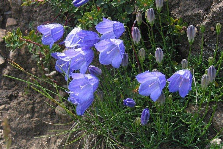 Колокольчики – фото