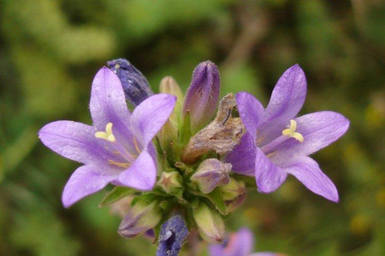 Колокольчики – фото