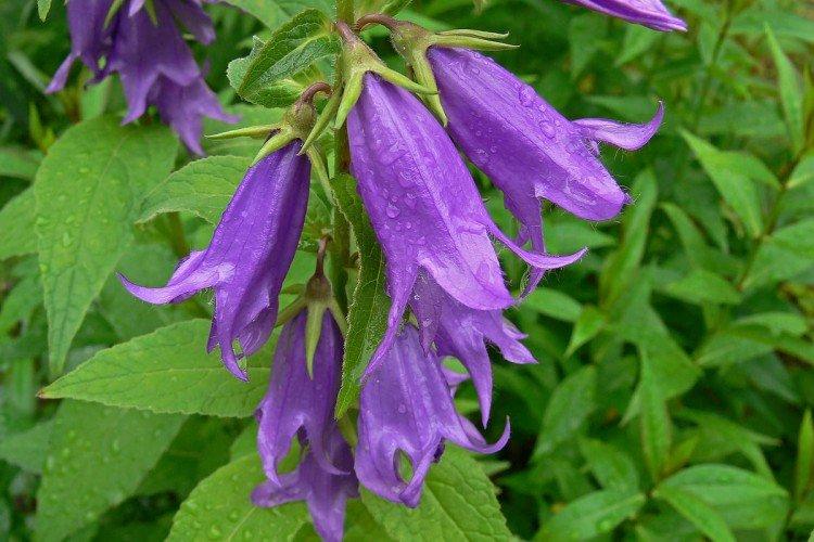 Колокольчики – фото