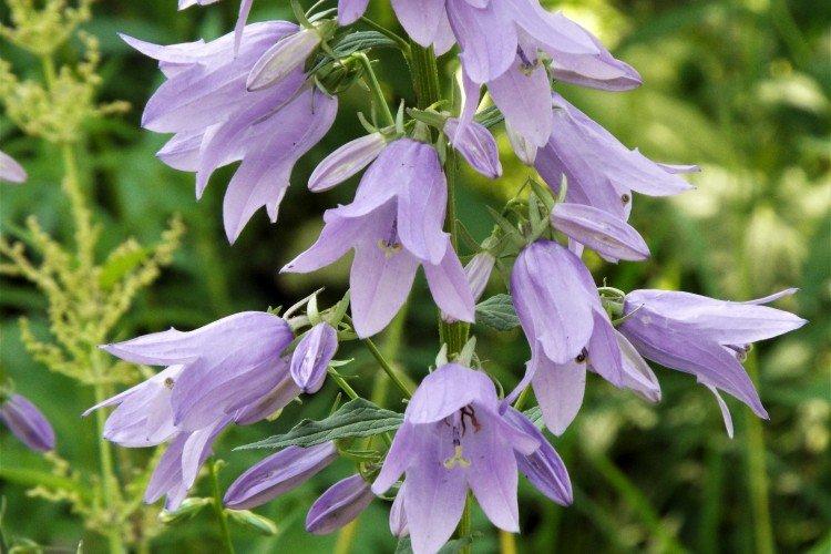 Колокольчики – фото