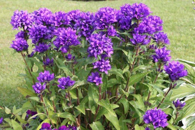 Колокольчики – фото