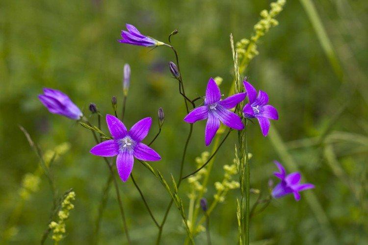 Колокольчики – фото