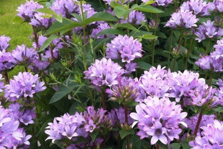 Колокольчики – фото