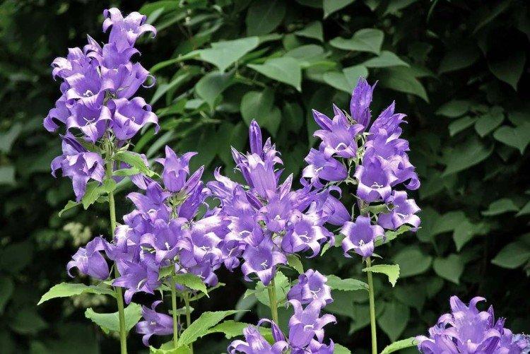 Широколистный колокольчик