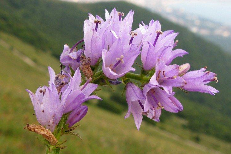 Болонский колокольчик