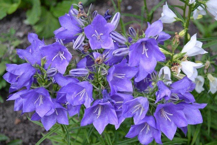 Персиколистный колокольчик