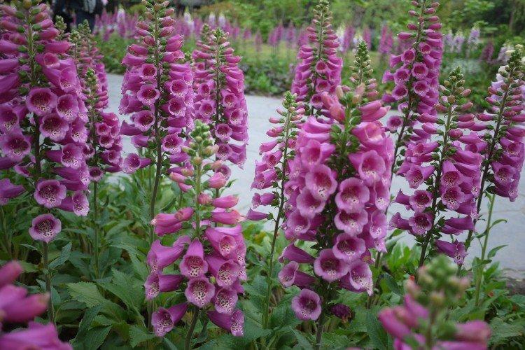 Удобрения и подкормка