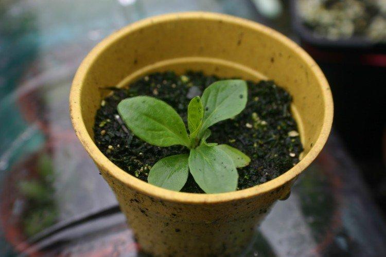 Посадка и размножение