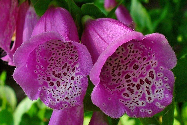 Наперстянка – фото