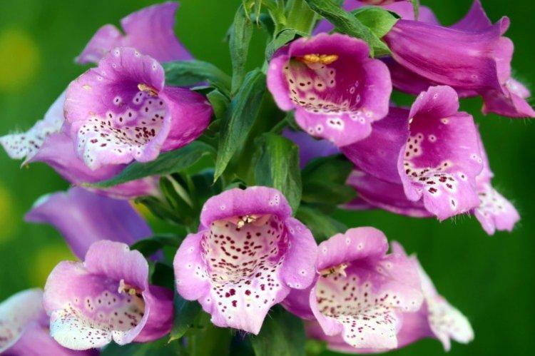 Наперстянка – фото