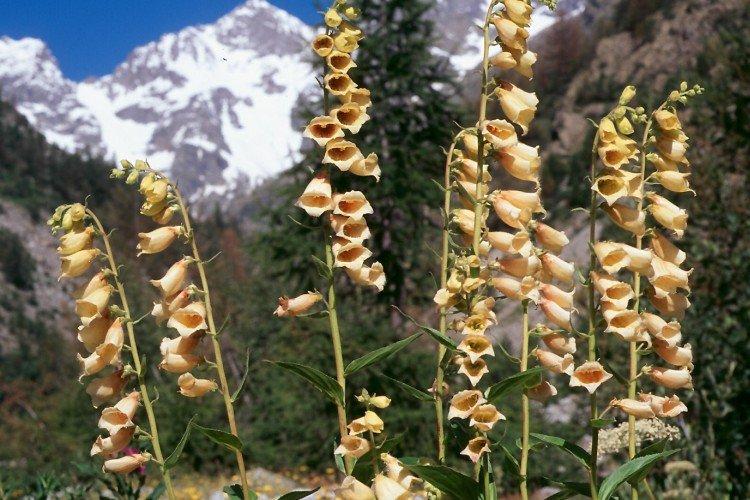 Наперстянка – фото