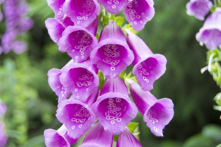 Наперстянка – фото