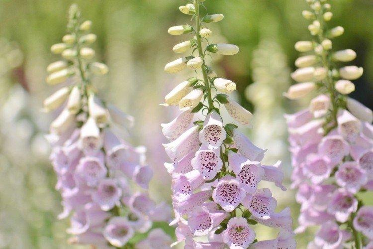 Наперстянка – фото