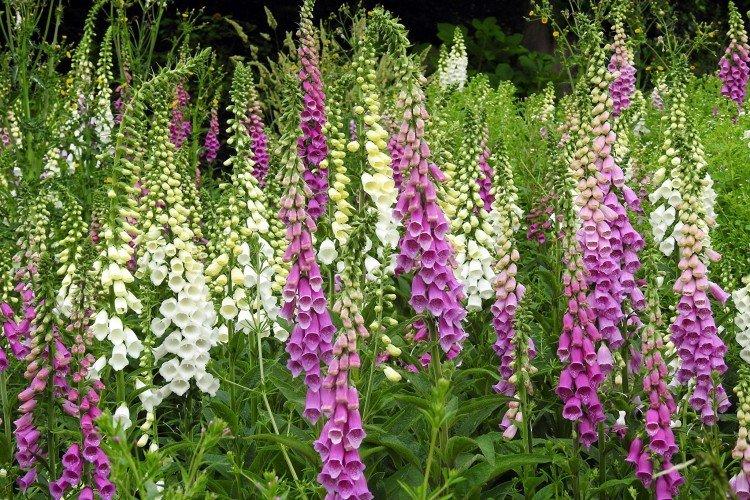 Наперстянка – фото