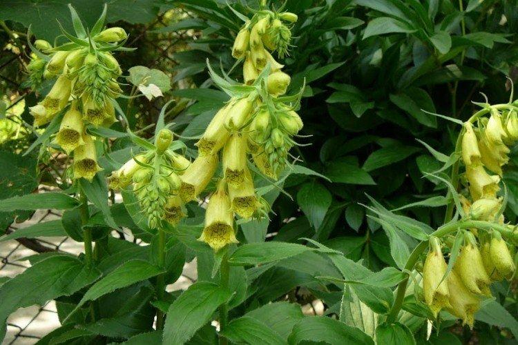 Крупноцветковая наперстянка