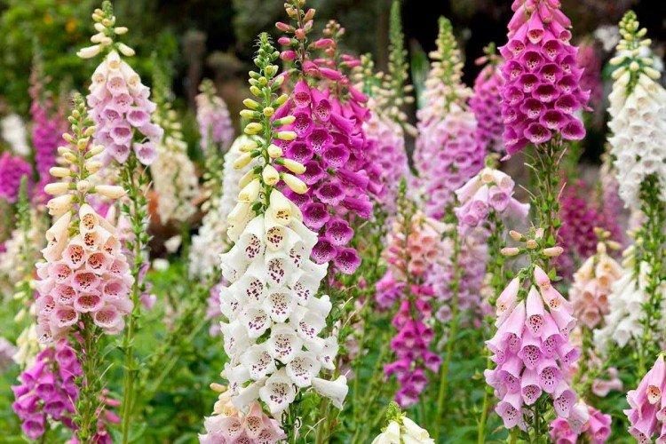 Наперстянка – фото