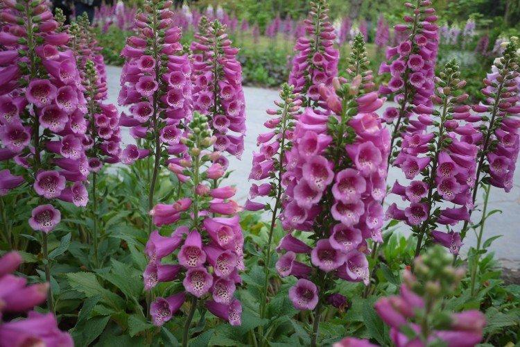 Наперстянка – фото