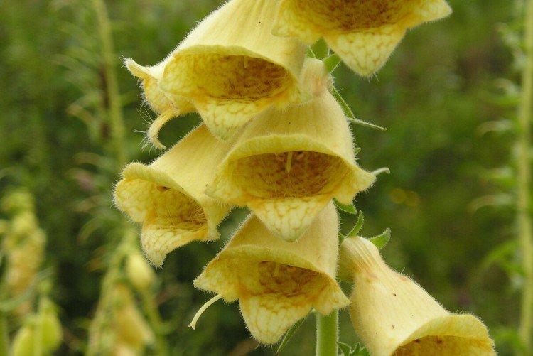 Наперстянка – фото