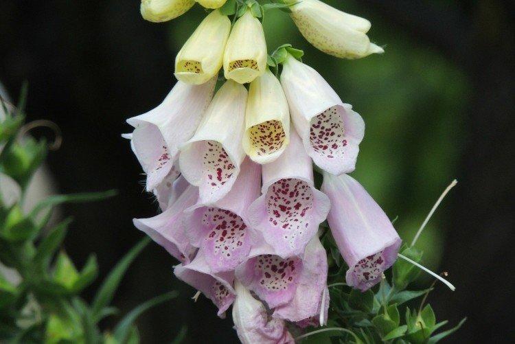 Наперстянка – фото