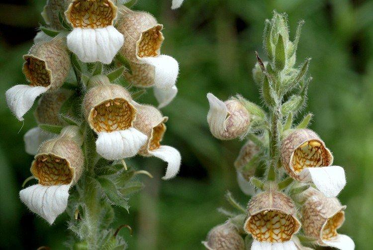 Шерстистая наперстянка