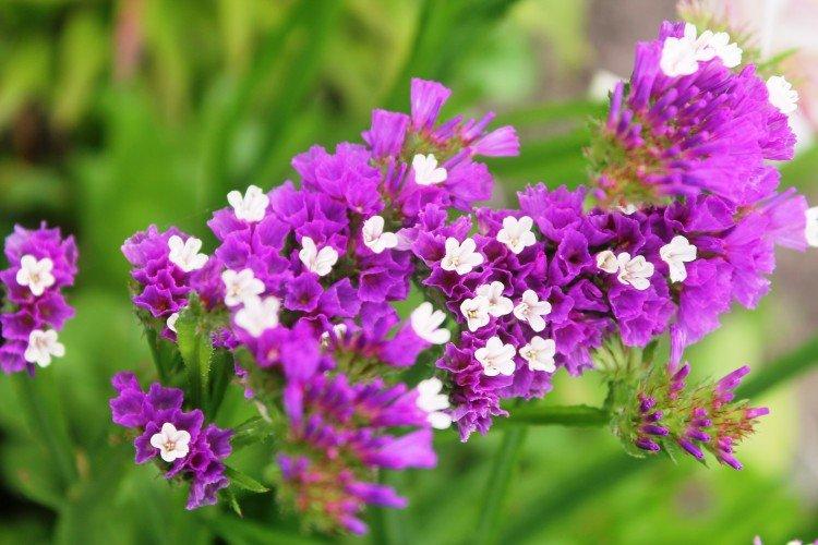 Статица (50 фото): виды, уход и посадка в открытом грунте