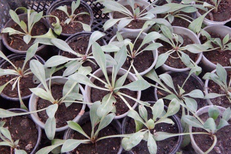 Посадка и размножение