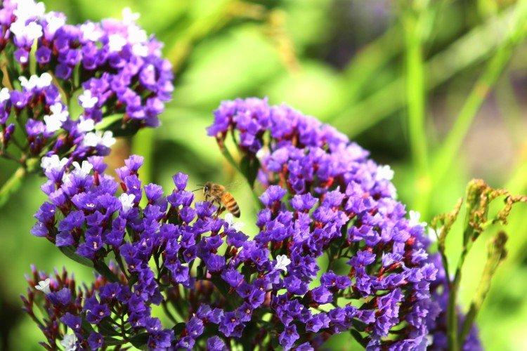 Обыкновенная статица