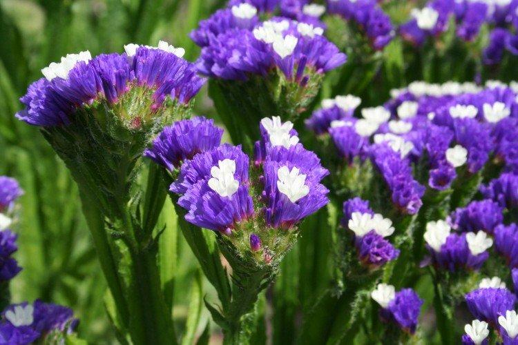 Статица – фото