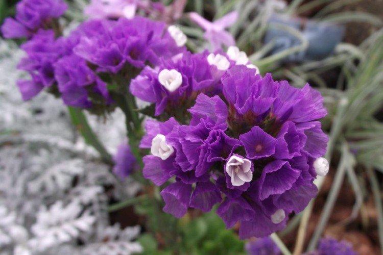 Статица – фото