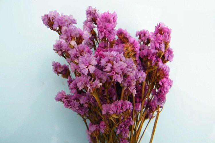 Статица – фото