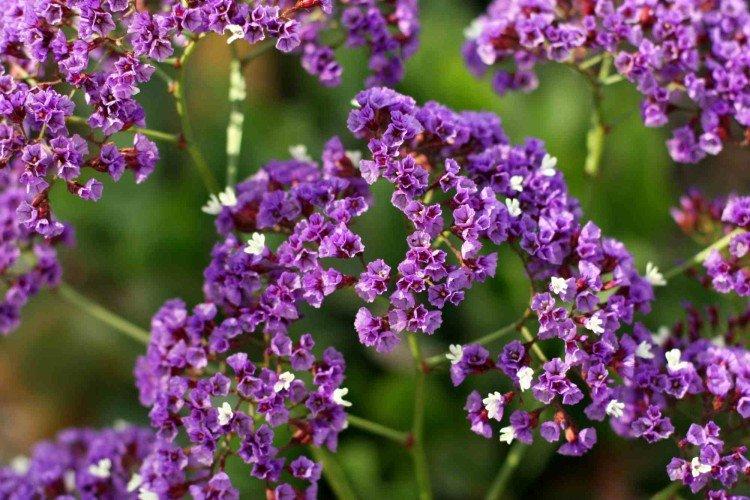 Статица – фото