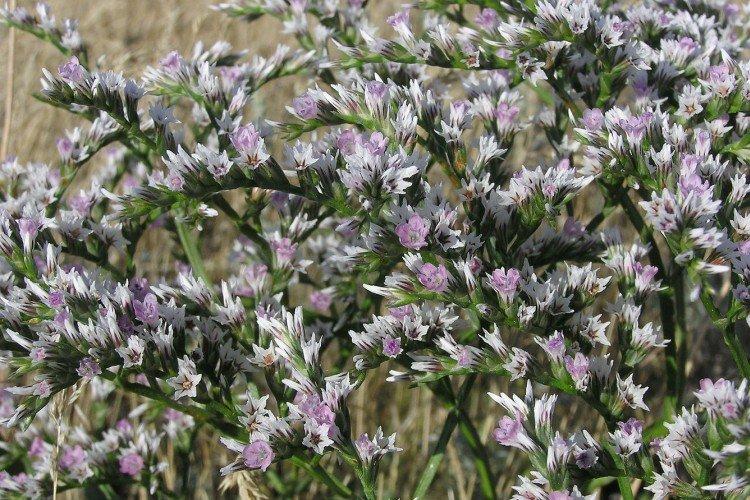 Статица – фото